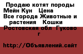 Продаю котят породы Мейн Кун › Цена ­ 12 000 - Все города Животные и растения » Кошки   . Ростовская обл.,Гуково г.